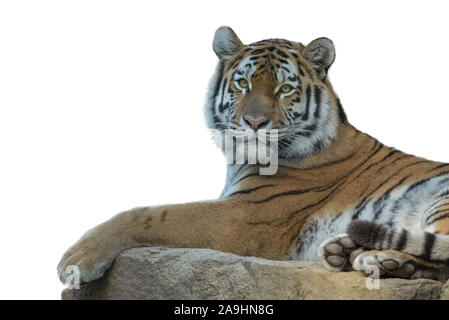 Tigre de Sibérie isolated on white Banque D'Images