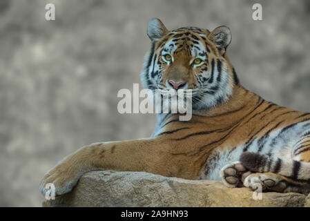 Portrait of Siberian Tiger avec l'arrière-plan flou Banque D'Images