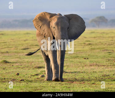 Une jeune femme marche dans une douceur de l'éléphant vert prairie de la pluie après une sécheresse. L'arrière-plan est flou bleu. (Loxodonta africana) Banque D'Images