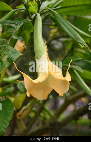 Angel's tears (Brugmansia candida) croissant dans le Jardin botanique de Quito, Quito, Équateur Banque D'Images