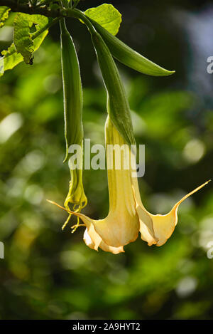 Angel's tears (Brugmansia candida) croissant dans le Jardin botanique de Quito, Quito, Équateur Banque D'Images