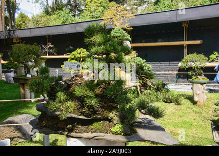 Bonsai arbre dans le Jardin botanique de Quito, Quito, Équateur Banque D'Images