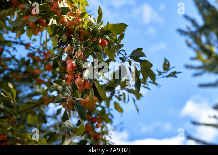 La pomme Red Delicious avec gouttes d'eau. Les pommes delicious brillant accrochée à une branche d'arbre dans un verger. Banque D'Images