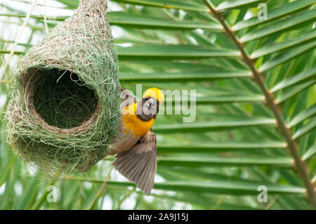 Baya weaver assis sur son nid d'effectuer un appel Banque D'Images