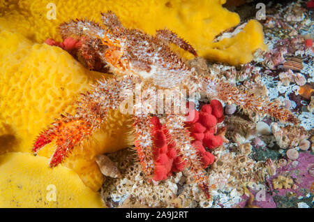 Épines pubescentes, crabe Acantholithodes hispidus, marcher sur une éponge de soufre, Myxilla lacunosa, rouge corail mou, Alcyonum, espèces et acorn les balanes, Brow Banque D'Images