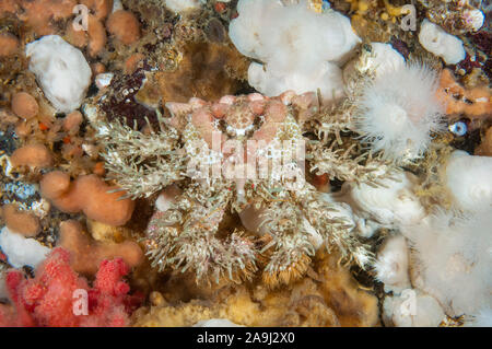 Crabe de rhinocéros, d'une balle de golf ou Rhinolithodes wosnessenskii, crabe, marche chez les éponges, anémones plumeuses, Metridium senile et rouge corail mou, Alcyoni Banque D'Images