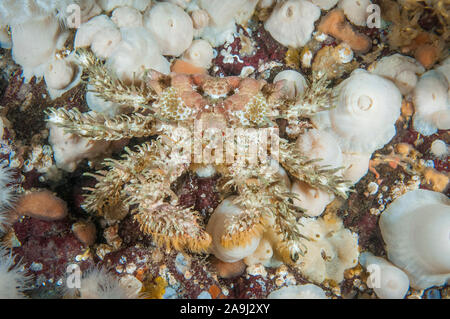 Crabe de rhinocéros, d'une balle de golf ou Rhinolithodes wosnessenskii, crabe, Browning Pass, British Columbia, Canada, Océan Pacifique Banque D'Images