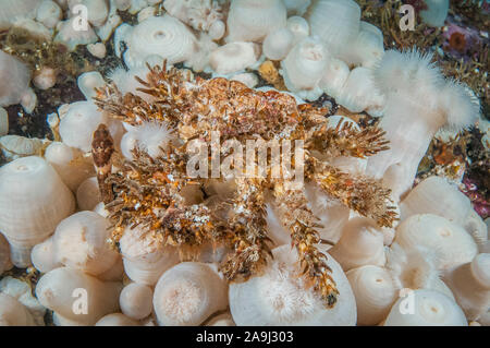 Crabe de rhinocéros, d'une balle de golf ou Rhinolithodes wosnessenskii, crabe, Browning Pass, British Columbia, Canada, Océan Pacifique Banque D'Images