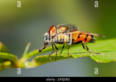 Vue latérale d'une mouche en prenant appui sur une feuille Banque D'Images
