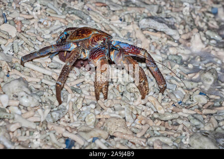 Crabe de cocotier, voleur, ou crabe voleur Birgus latro, Palm, qui pondent leurs oeufs dans l'océan sur la plage de débris de corail, l'île Christmas, Australie Banque D'Images