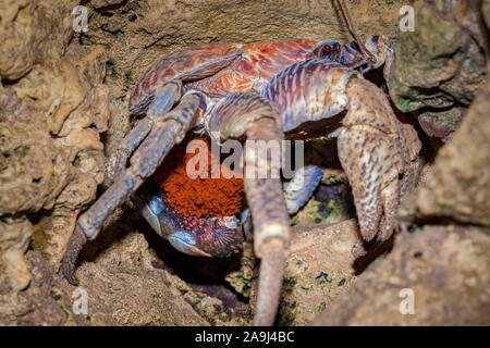 Crabe de cocotier, voleur, ou crabe voleur, palm Birgus latro, transportant les œufs, l'île de Noël, de l'Australie Banque D'Images