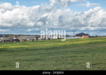 Un village entre champs et pâturages. Maisons, granges et des pyramides de balles. La moutarde jaune champ et prairie en premier plan. Podlasie, Pologne. Banque D'Images