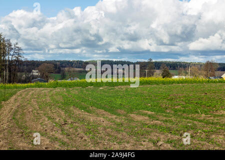 Le village est entouré de champs et de forêts. Toits de maisons et granges. Pré Vert au premier plan. Automne en Podlasie, Pologne. Banque D'Images