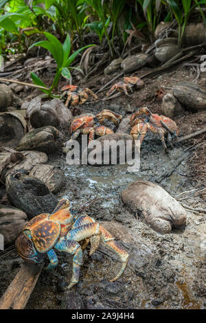 Groupe des crabes de cocotiers, voleur, ou crabe voleur palm, en conflit territorial, Birgus latro, Christmas Island, Australie Banque D'Images