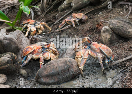 Groupe des crabes de cocotiers, voleur, ou crabe voleur palm, en conflit territorial, Birgus latro, Christmas Island, Australie Banque D'Images