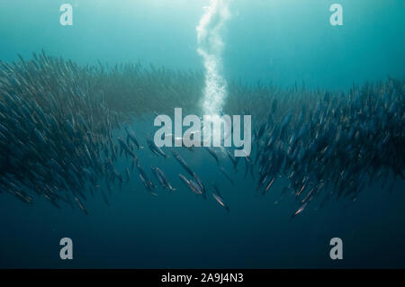 Cape Gannet, Morus capensis, en voie de disparition, avec des panaches de plonger dans l'école de l'Afrique australe de pilchards, Sardinops sagax, Port Saint John's, d'authenticité sauvage Banque D'Images