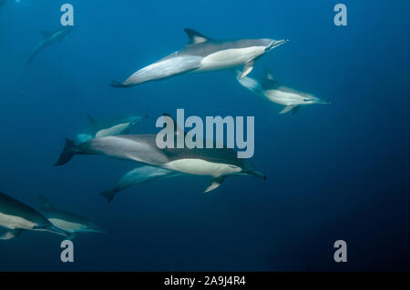 Groupe de dauphins communs à long bec, Delphinus capensis, Port St Johns, Côte Sauvage, Liège, le Transkei, Afrique du Sud, Afrique, Océan Indien Banque D'Images