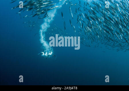 Cape Gannet, Morus capensis, en voie de disparition, avec des panaches de plonger dans l'école de l'Afrique australe de pilchards, Sardinops sagax, Port Saint John's, d'authenticité sauvage Banque D'Images