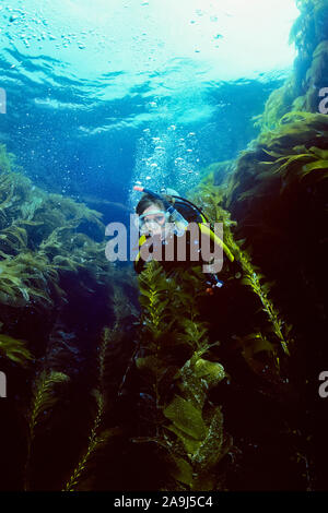 Femme de plongée sous marine à la découverte des forêts de varech géant, Macrocystis pyrifera, California, USA, l'océan Pacifique, M. Banque D'Images