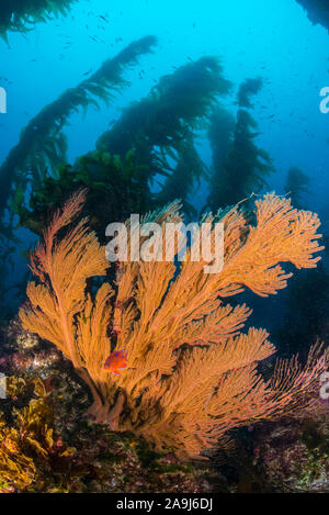 Californie golden reef rocheux sous-marin gorgones sur forêt d'algues ci-dessous, l'île San Clemente. Les gorgones d'or est un filtre d'allaitement europe coloni Banque D'Images