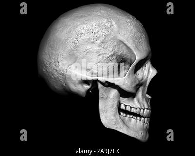 Fond isolé modèle crâne 3d illustration Vue de côté Banque D'Images