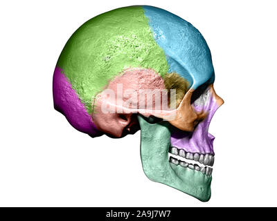 Fond isolé modèle crâne 3d illustration Vue de côté Banque D'Images
