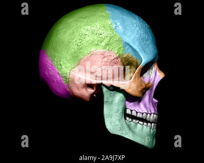 Fond isolé modèle crâne 3d illustration Vue de côté Banque D'Images