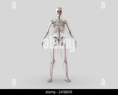 Squelette humain isolé - 3D render Banque D'Images