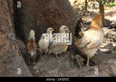 Poule avec ses poussins, Nashik, Maharashtra, Inde Banque D'Images