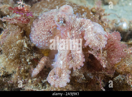 Rouge de l'Est du Pacifique, octopus Octopus rubescens, le passage Browning, British Columbia, Canada, Océan Pacifique Banque D'Images