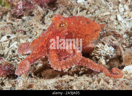 Rouge de l'Est du Pacifique, octopus octopus Octopus rubescens ruby, déserteur, Islands, British Columbia, Canada, Océan Pacifique Banque D'Images