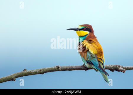 Bienenfresser (Merops apiaster) Banque D'Images
