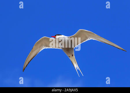 Flußseeschwalbe (Sterna hirundo) Banque D'Images