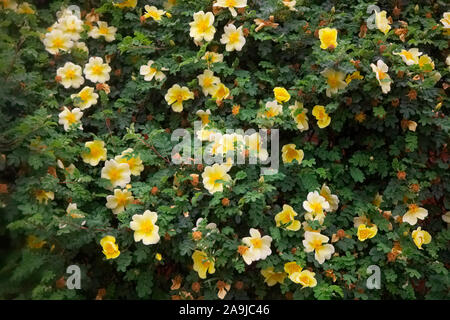 Rosa xanthina 'Canary Bird' (S) AGA Banque D'Images