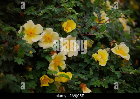 Rosa xanthina 'Canary Bird' (S) AGA Banque D'Images