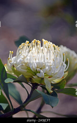 Natif d'Australie, Waratah Telopea speciosissima blanc, famille des Proteaceae. Shady Lady variété. Endémique de Nouvelle Galles du Sud. Banque D'Images