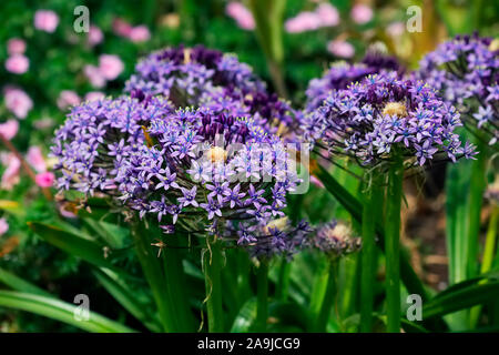 Scilla peruviana en fleur Banque D'Images