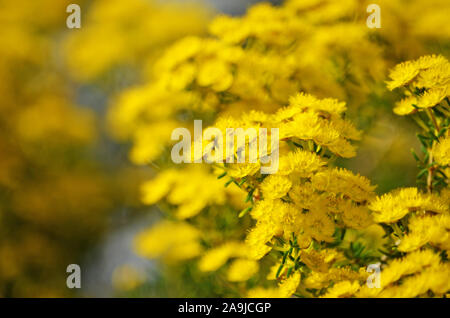 Plume Jaune Fleurs, Verticordia chrysantha, famille des Myrtaceae. Endémique au sud-ouest de l'Australie occidentale. Petit arbuste qui fleurit au printemps été Banque D'Images