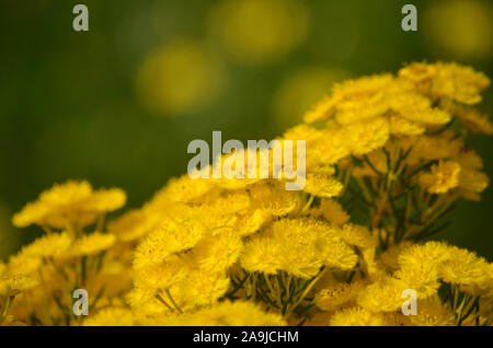 Plume Jaune Fleurs, Verticordia chrysantha, famille des Myrtaceae. Endémique au sud-ouest de l'Australie occidentale. Petit arbuste qui fleurit au printemps été Banque D'Images