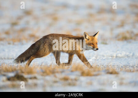 Rotfuchs im Winter, (Vulpes vulpes) Banque D'Images