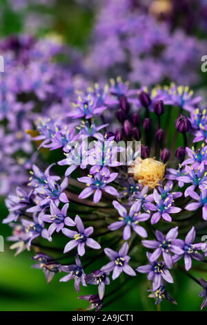 Scilla peruviana en fleur Banque D'Images