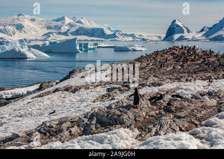 Colonie de manchots Gentoo près de Cuverville Island dans le Canal Errera de la côte ouest de la péninsule Antarctique dans l'Antarctique. Banque D'Images