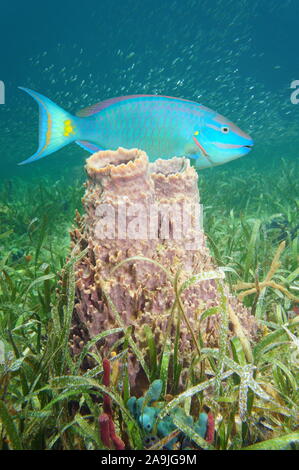 La vie marine sous-marine de la mer des Caraïbes, éponge baril géant sur le fond marin avec un perroquet coloré Banque D'Images