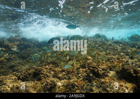 Banc de Dorades de mer poisson sous l'eau en Méditerranée en eau peu profonde, France Banque D'Images