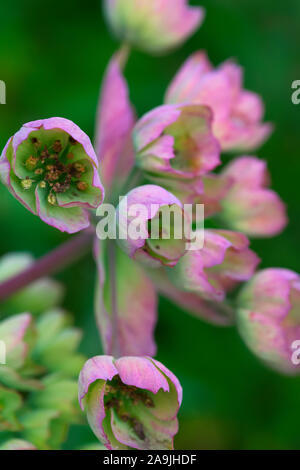 Mathiasella bupleuroides 'Green Dream' Banque D'Images