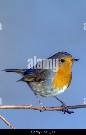 Rotkehlchen (Erithacus rubecula aux abords) European Robin Banque D'Images