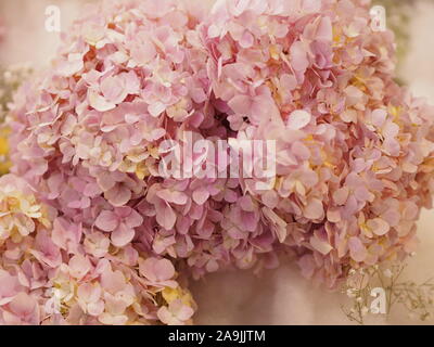 L'Hydrangea ou Ajisai fleur rose sur fond flou de la nature Banque D'Images