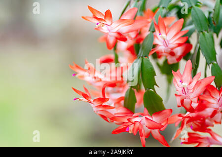 Schlumbergera ou cactus de Noël. floraison cactus de Thanksgiving. Close up. Copier l'espace. Banque D'Images