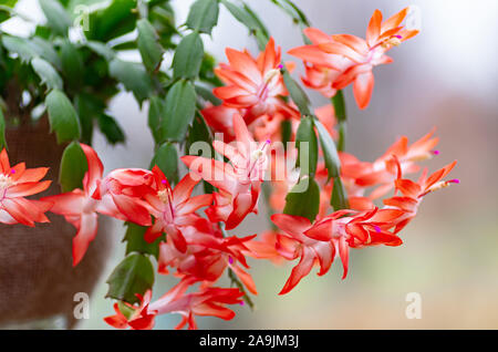 Fleurs de CACTUS DE NOËL Schlumbergera 'plante en pot de fleurs. Cactus de Thanksgiving. Close up. Banque D'Images