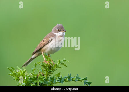 Dorngrasmücke Fauvette grisette Sylvia communis,, Banque D'Images